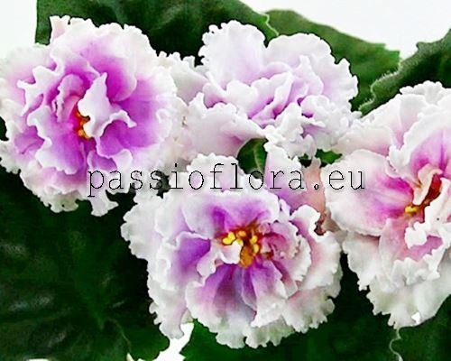 African Violet  LF-RAECHKA
