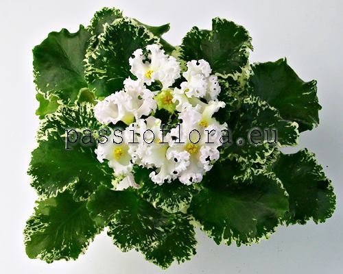 African Violet  DN-MACABEO