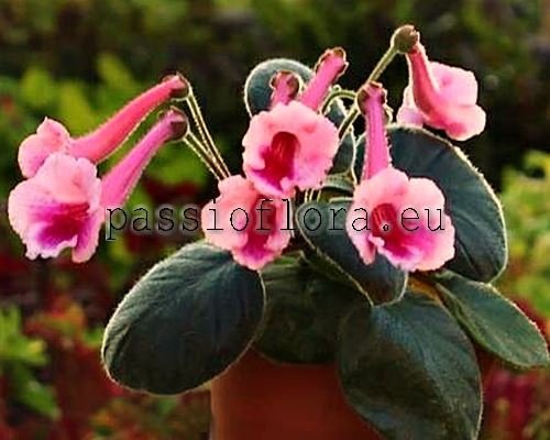 Mini Sinningia Seeds SIMSIM FAIRY QUEEN 