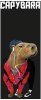 Zeszyt A5 60 k. linia laminowany Capybara Unipap, St.Majewski