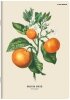 Zeszyt A5 60 k. linia 70g Summer, Top-2000