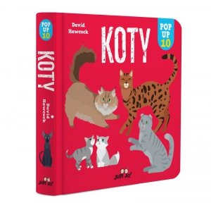 Koty. Pop-up