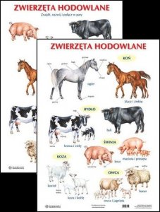 Plansza Zwierzęta hodowlane