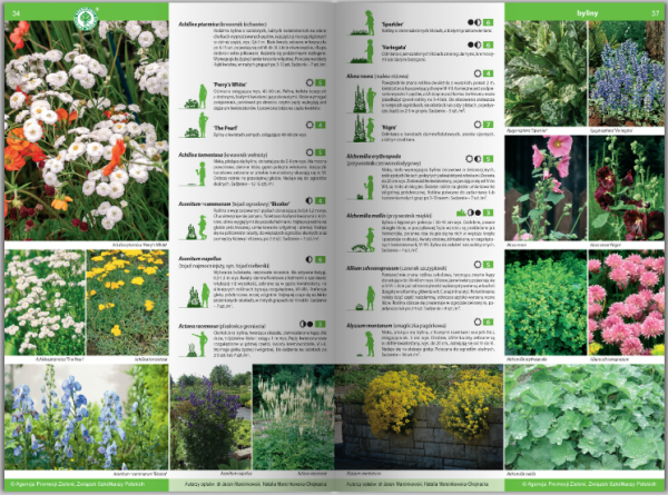 KATALOG BYLIN II Kwiaty, trawy i paprocie