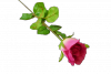 Róża pojedyncza MIX - JD376