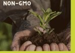 GMO - czy należy się bać?
