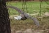 6x Taubenschreck Vogelscheuche Taubenabwehr Vogelabwehr - fliegender Falke