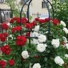 Rosenturm Rosen Obelisk Rankhilfe Rosensäule Rankgitter Säule grün 190 cm