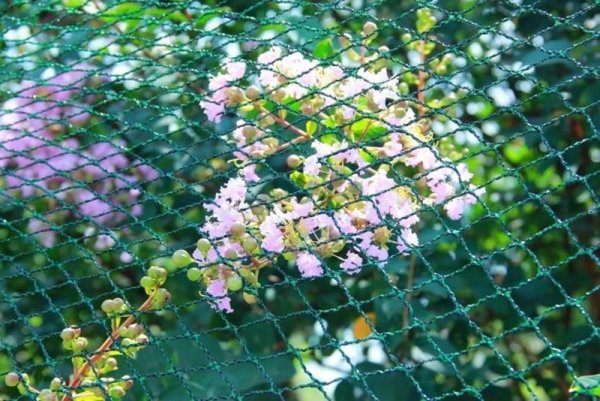 Teichnetz Vogelschutznetz Laubnetz Gartennetz Pflanzenschutznetz 6x5m