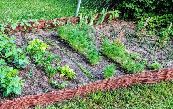 1x Weidenzaun Beeteinfassung Beetumrandung Rasenkante Palisade 100 x 20cm
