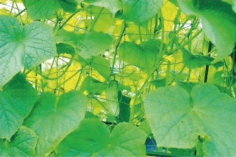 Pflanzstab Gartenstange Rankhilfe Gartenständer Ranknetz Stütznetz 1,5m x 16mm