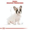 Royal French Bulldog Puppy 10kg