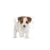 Royal 313890 Mini Puppy 2kg