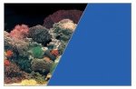 ZOLUX Tło akwariowe 50x80cm koralowiec/niebieski