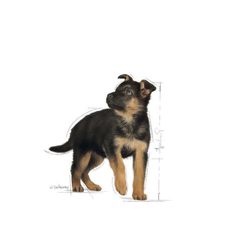 Royal Maxi Puppy 4kg