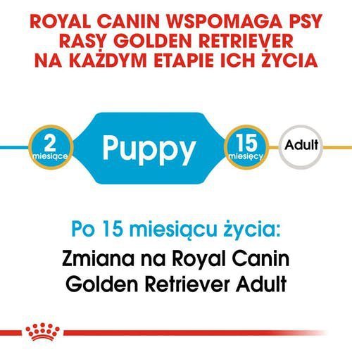 Royal Golden Retriever Puppy 3kg