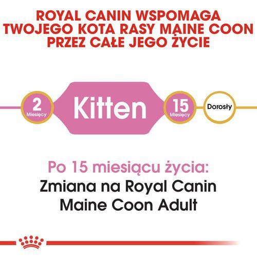 Royal Maine Coon Kitten 4kg