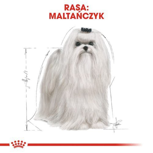 Royal Maltese Adult  1,5kg