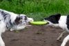 Kiwi Walker Let's Play! FRISBEE Maxi różowe