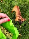 Kiwi Walker REWARDS POCKET saszetka na przysmaki zielona