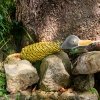 GREEN & WILD'S Delilah the Duckess (Kaczka)