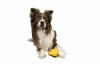 Kiwi Walker WHISTLE FIGURE zabawka dla psa S pomarańczowa