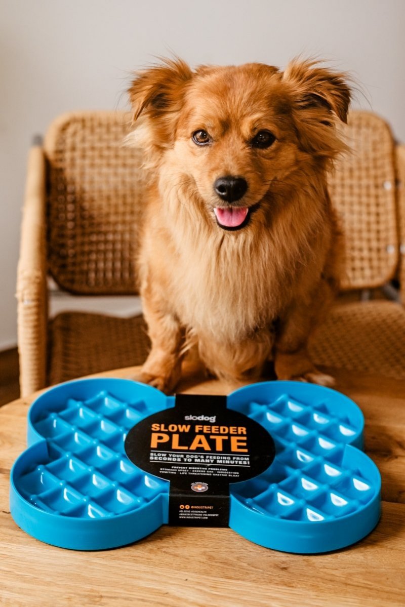 Miska spowalniająca jedzenie SLODOG® turkusowa