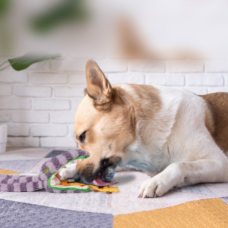 Nocciola Interaktywna zabawka dla psa WĄŻ