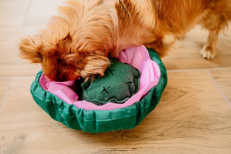 DOGLEMI Mata węchowa LOTOS