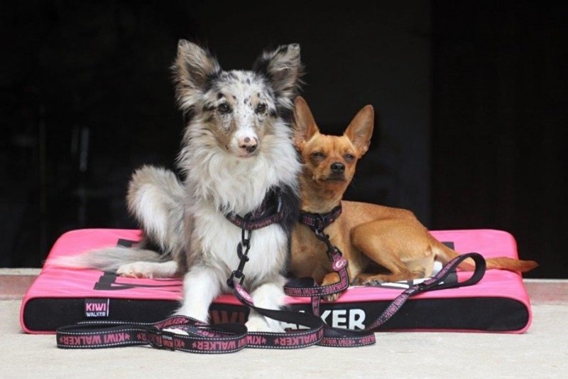 Kiwi Walker SMYCZ rozmiar S niebieska