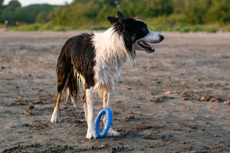 Kiwi Walker Let's Play! RING Maxi niebieski