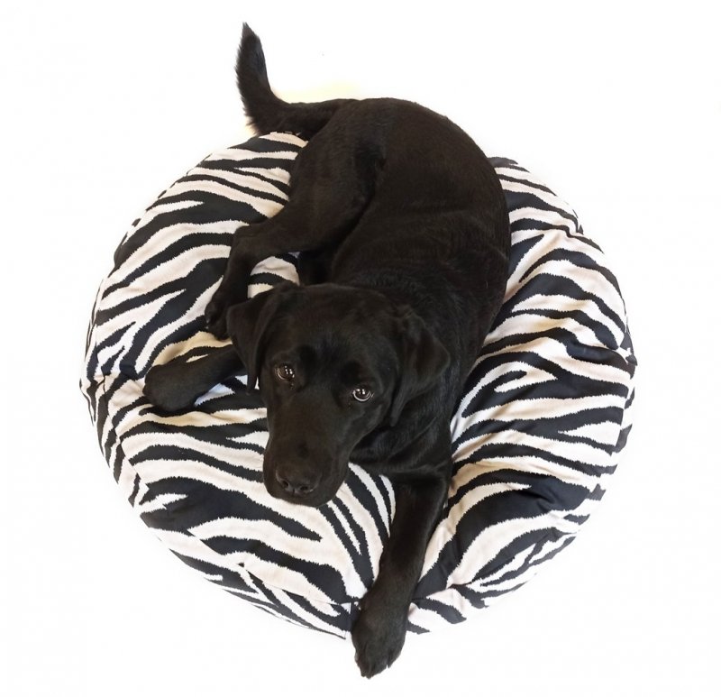 legowisko dla psa, labrador retriever