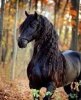 Norimpex Diamentowa mozaika - Czarny koń 