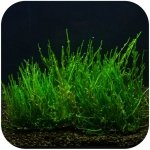 Eco Plant - Flame Moss - InVitro mały kubek