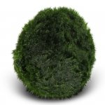 Eco Plant Marimo Ball Moss - gałęzatka 2 - 4cm