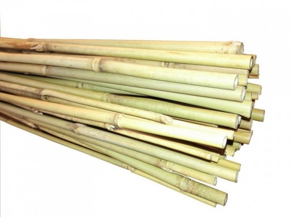 Bambus Tyczka bambusowa 180 cm (14-16 mm) /25/100