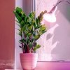 Żarówka do roślin LED PLANTY W 7W E27 1200K biała Kobi Design