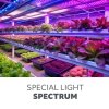 Lampa do roślin LED VITARO 3 CLIP 10W Kobi Design