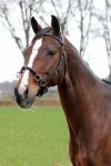 Kaptoom Horka Classic czarno/srebrny