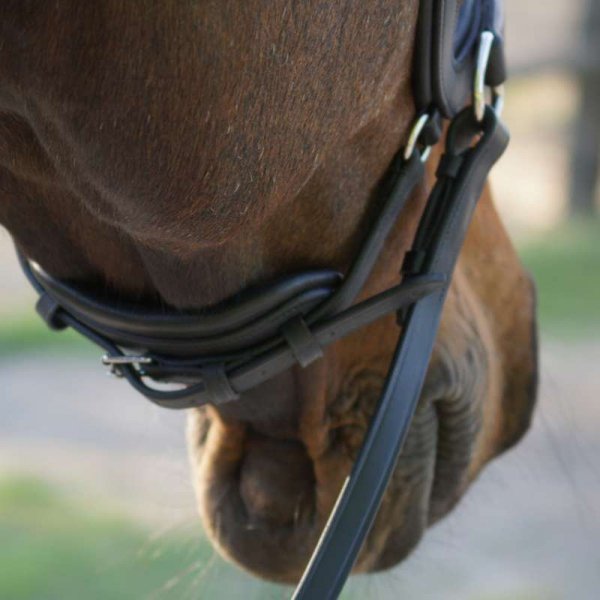 Ogłowie Bezwędzidłowe Kavalkade LIGHT - czarne