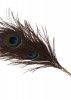 Peacock Tickler Rose Gold
