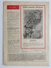 HODOWCA GOŁĘBI POCZTOWYCH NR 9  1971