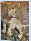 LEW (PANTHERA LEO) FOT. M. RACZKOWSKI