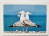 DWIE MEWY FOT. FOTOLIA