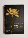 RÓŻE W OGRÓDKU - K. Wizner 