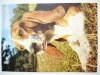 BASSET HOUND FOT. Z. WDOWIŃSKI