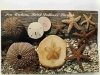 SEA URCHINS SAND DOLLARS