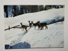 REHE IM BERGWINTER. UNE GROUPPE DE CHEVREUILS EN HIVER