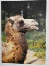 WIELKOPOLSKI PARK ZOOLOGICZNY W POZNANIU. WIELBŁĄD DWUGARBNY FOT. STACHURSKI