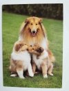 OWCZAREK SZKOCKI COLLIE. FOTOKUNST GROH